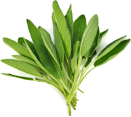 sage