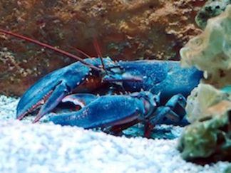 Brittany' blue lobster